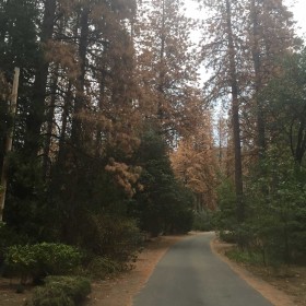 2015-dead-standing-pine-removal-2130-001