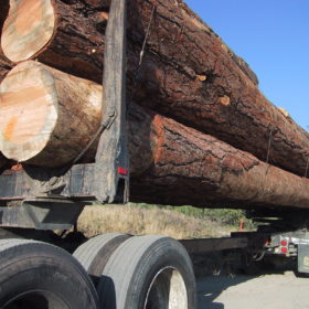 Standing-Dead-Sugar-Pine